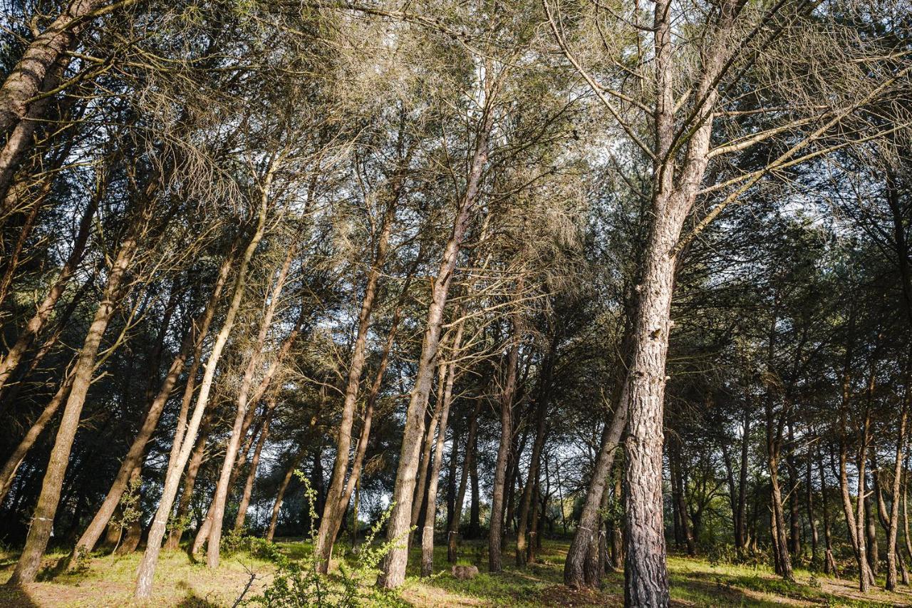 Ad Un Passo Da Cisternino - Trulli Con Foresta, Bici E Barbecue Εξωτερικό φωτογραφία
